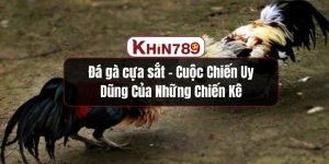 Đá Gà Cựa Sắt - Cuộc Chiến Uy Dũng Của Những Chiến Kê