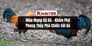 Màu Mạng Gà Đá – Khám Phá Phong Thủy Phá Chiến Sới Gà