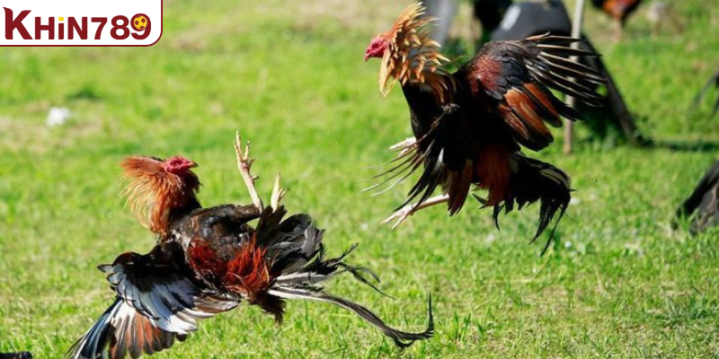Sân chơi lý tưởng cho những trận đấu cựa sắt