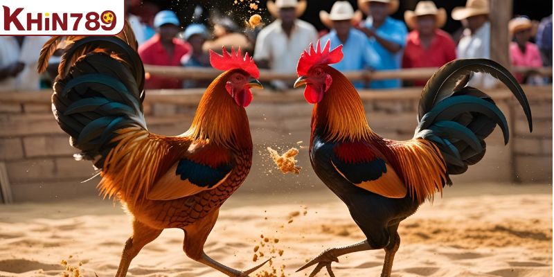 Tìm hiểu danh tiếng của đá gà KHIN789 