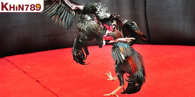 Tổng quan về kho video đá gà tại Khin789