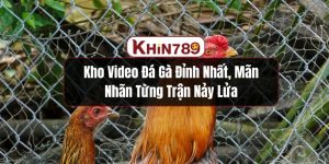 Kho Video Đá Gà Đỉnh Nhất, Mãn Nhãn Từng Trận Nảy Lửa