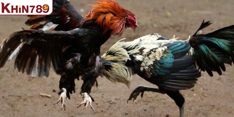 Áp dụng các chiến thuật thi đấu hiệu quả cho trận chiến