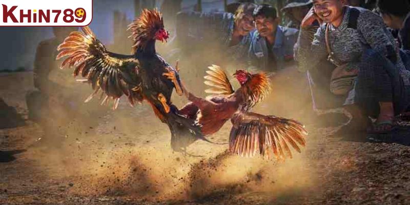 Bật mí một số kinh nghiệm hiệu quả để đặt cược đá gà miền Tây