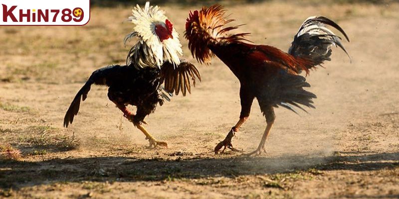 Bật mí thêm kinh nghiệm nuôi gà đá theo chế độ khoa học 