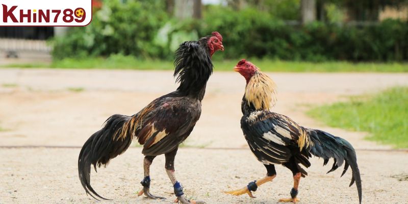 Biết cách cân bằng chế độ dinh dưỡng trong kinh nghiệm nuôi gà đá