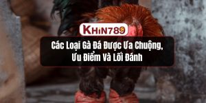 Các Loại Gà Đá Được Ưa Chuộng, Ưu Điểm Và Lối Đánh