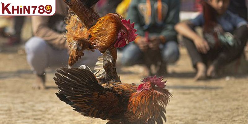 Chất lượng phát sóng trực tiếp với hình ảnh và âm thanh đỉnh cao