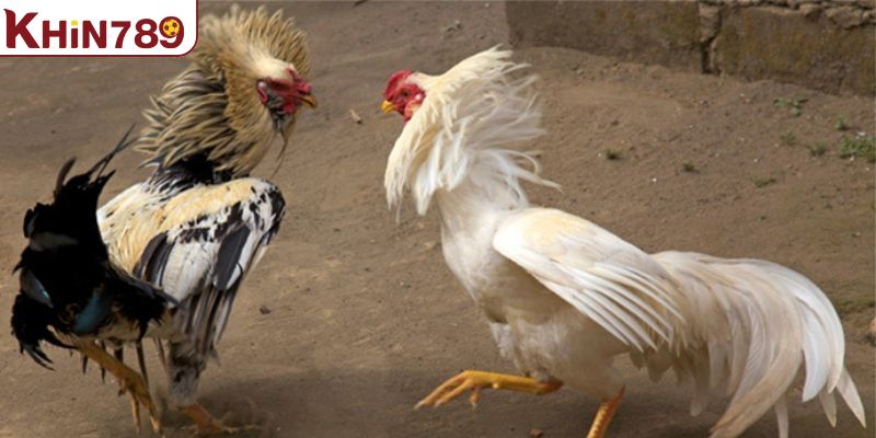 Đá gà cựa sắt với những pha tấn công đầy mãn nhãn 