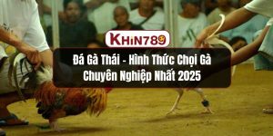 Đá Gà Thái - Hình Thức Chọi Gà Chuyên Nghiệp Nhất 2025