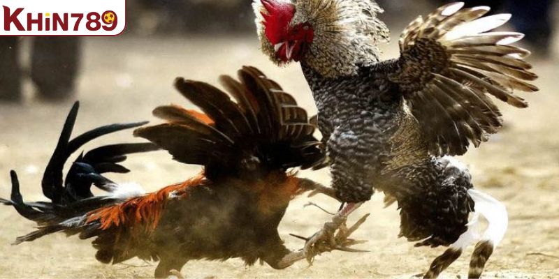 Đá gà truyền thống hình thức chọi kê kịch tính và hấp dẫn 