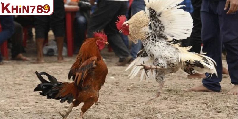 Đánh giá khách quan về các trận đá gà Thái 