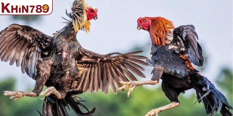 Hạn chế trong việc đặt cược vào cửa hòa