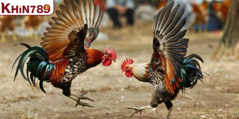 Hình thức thi đấu đá gà cựa dao phổ biến