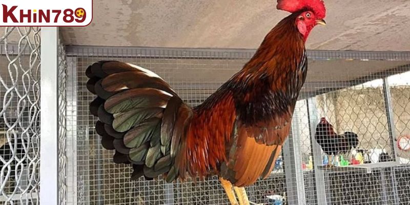 Hướng dẫn cách huấn luyện thể lực cho gà chiến 