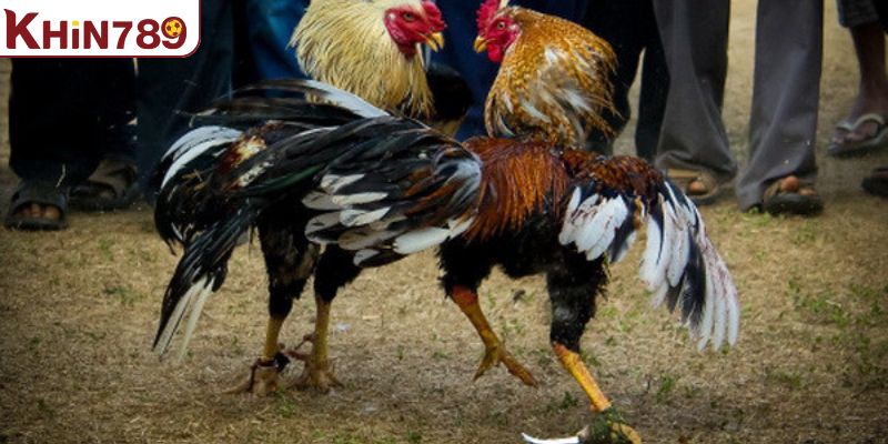 Khái niệm về đá gà cựa dao