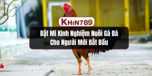 Bật Mí Kinh Nghiệm Nuôi Gà Đá Cho Người Mới Bắt Đầu