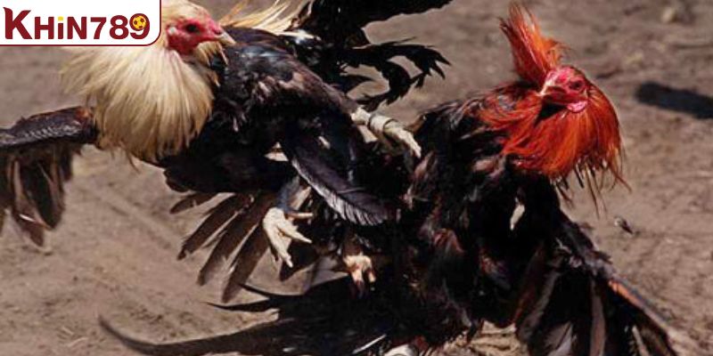 Lựa chọn gà chiến phù hợp để tham gia đá gà đòn