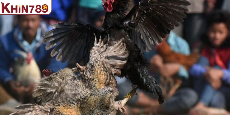 Những giống gà nổi bật trong đá gà cựa dao