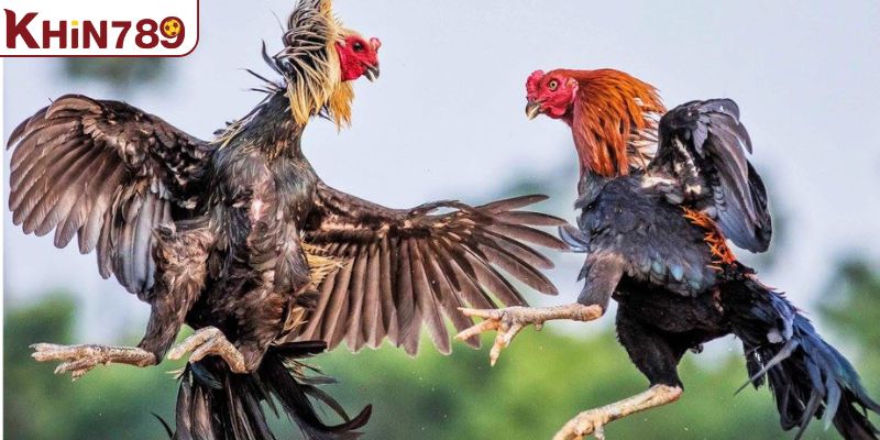 Những yếu tố để có thể nhận diện được gà chiến đẳng cấp 