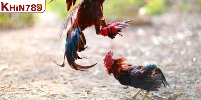 Thông tin chi tiết về bộ môn đá gà đòn tại nhà cái KHIN789