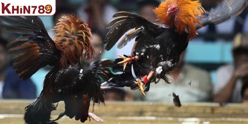 Thông tin đôi nét về sân chơi trực tiếp đá gà KHIN789
