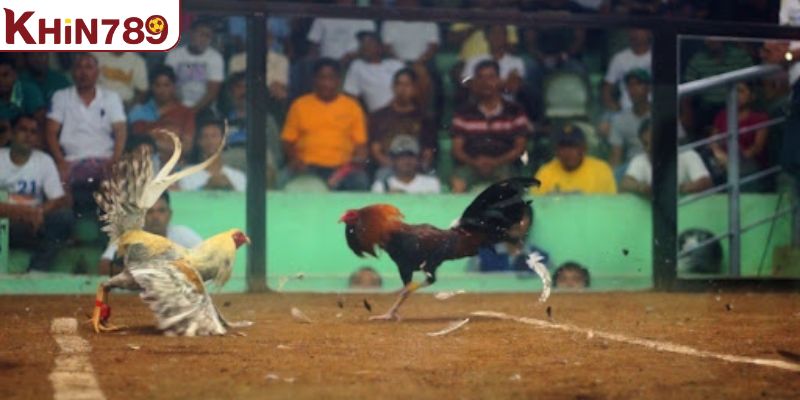 Tìm hiểu thông tin chi tiết về gà Thái là gì 