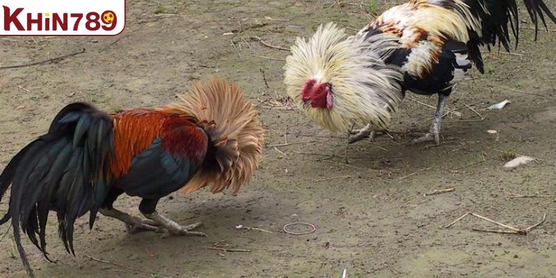 Tìm hiểu vài thông tin sơ lược về đá gà miền Tây là gì 