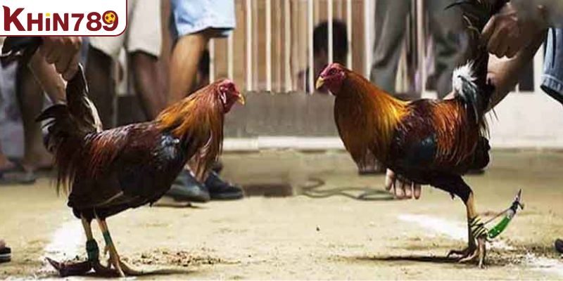 Vài ưu điểm nổi bật của các trận đấu trực tiếp đá gà tại KHIN789
