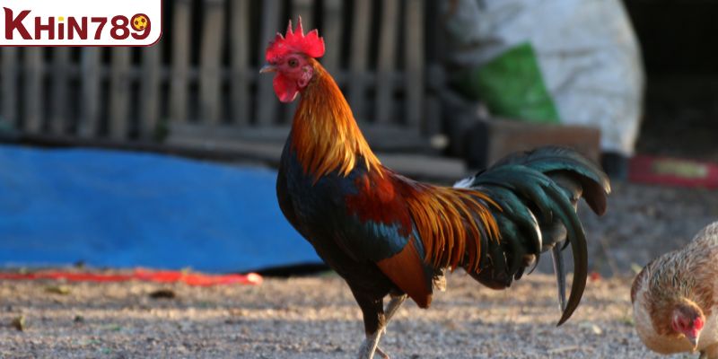 Yếu tố đánh giá các loại gà đá mạnh